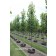 FALL 2012 CROP 15GAL