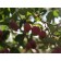 Fall berries for wildlife  ©photo ArborTanics Inc.