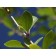 Summer Leaf • Very thick...resists scorch ©photo ArborTanics Inc.