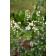 Spring Flower