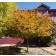 Cockspur Thornless Hawthorne - Fall ©photo ArborTanics Inc.