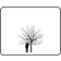 Cockspur Thornless Hawthorne - Outline