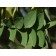 KENTUCKY COFFEETREE ©photot ArborTanics Inc.