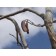 KENTUCKY COFFEETREE -Seed Pod ©photo ArborTanics Inc.