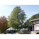 KENTUCKY COFFEETREE ©photo by ArborTanics inc.
