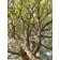 KENTUCKY COFFEETREE ©photo by ArborTanics inc.