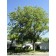 Espresso Coffeetree - © J. Frank Schmidt & Son Co.
