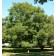 Example of a mature Kentucky Coffeetree - WIki Commons - Public Domain
