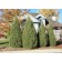 Cologreen Juniper ©photo ArborTanics Inc.