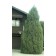 Cologreen Juniper ©photo ArborTanics Inc.