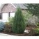 Cologreen Juniper ©photo ArborTanics Inc.
