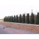 Cologreen Juniper-Hedge...©photo ArborTanics Inc.
