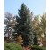 Colorado Blue Spruce...©photo ArborTanics Inc.