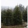 Colorado Green Spruce