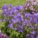 Photo Courtesy of Walter's Gardens Inc.