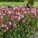 Photo Courtesy of Walter's Gardens, Inc.