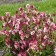 Photo Courtesy of Walter's Gardens, Inc.