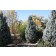Coumnar Blue Spruce...©photo ArborTanics Inc.