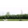 Common White Lilac...©photo ArborTanics Inc.