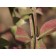 Compact Burning Bush-winged branch...©photo ArborTanics Inc.