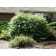 Compact Burning Bush-summer...©photo ArborTanics Inc.