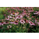 Photo Courtesy of Syngenta Flowers