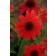 Photo Courtesy of Ball Horticultural Company
