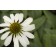 Photo Courtesy of Bailey Nurseries Inc.