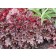 Photo Courtesy of TERRA NOVA® Nurseries, Inc.