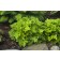Photo Courtesy of Ball Horticultural Company