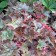 Photo Courtesy of Walter's Gardens, Inc.