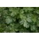 Photo Courtesy of Plant Select®
