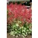 Photo Courtesy of Plant Select®
