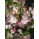 Coralburst Flowering Crabapple -Spring