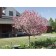 Coralburst Flowering Crabapple ©photo ArborTanics Inc.
