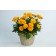 Photo Courtesy of Ball Horticultural Company