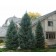 Corkbark Fir...©photo ArborTanics Inc.
