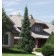 Corkbark Fir...©photo ArborTanics Inc.