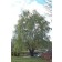 Corkscrew Willow (Peking Curly Willow)