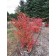 Photo Courtesy of Bailey Nurseries Inc.