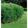 Photo Courtesy of Bailey Nurseries Inc.