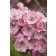 Photo Courtesy of Bailey Nurseries Inc.