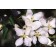Photo Courtesy of Bailey Nurseries Inc.