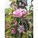 Photo Courtesy of Bylands Nurseries Ltd.