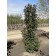 Photo Courtesy of Bylands Nurseries Ltd.