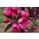 Photo Courtesy of Bailey Nurseries Inc.