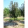 Photo Courtesy of Schwope Bros. Tree Farms