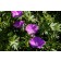 Image by <a href="https://pixabay.com/users/Walter46-11015127/?utm_source=link-attribution&amp;utm_medium=referral&amp;utm_campaign=image&amp;utm_content=4259211">Walter Sturn</a> from <a href="https://pixabay.com/?utm_source=link-attribution&amp;utm_medi