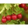 Russian Hawthorne -Berry ©photo ArborTanics Inc.