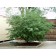 Russian Hawthorne ©photo ArborTanics Inc.